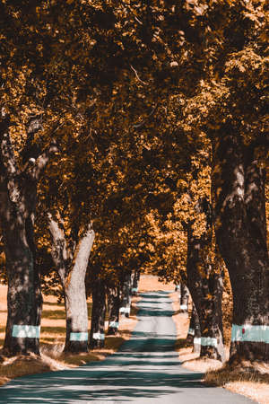 Beautiful asphalt road and tree alley. Summer rural landscape. Abstract colored vintage tone trees in rural countryside landscape. Beautiful Czech highland countrysideの写真素材