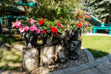 Red New Guinea impatiens flowers in pots on birch chunk in summer garden in morning sun with shaddowsの写真素材