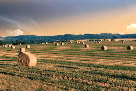 harvested field with straw bales with evening sun and dramatic sky, summer agriculture concept,...