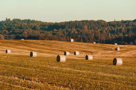 harvested field with straw bales, summer agriculture concept, czech republicの写真素材