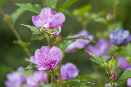 beautiful flowering violet hibiscus in bloom in autumn garden with shallow focusの写真素材