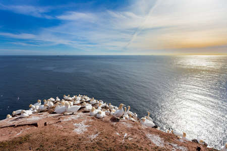 Northern gannet (Sula bassana), flock of beautiful sea bird, sitting on the nest with blue sea water...