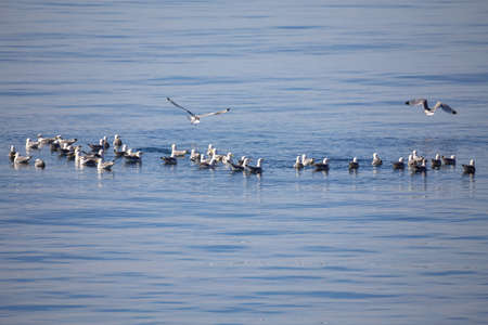 big flock with many European Herring Gulls, Larus argentatus against blue north sea, top view, Helgoland island Germanyの写真素材