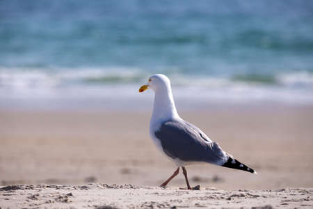 European Herring Gulls, Larus argentatus against, Helgoland island Germanyの写真素材