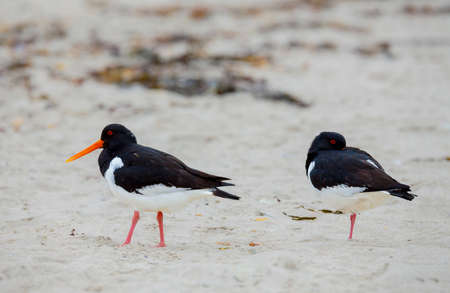 Eurasian oystercatcher (Haematopus ostralegus) on the beach island Helgoland, north sea, Germanyの写真素材