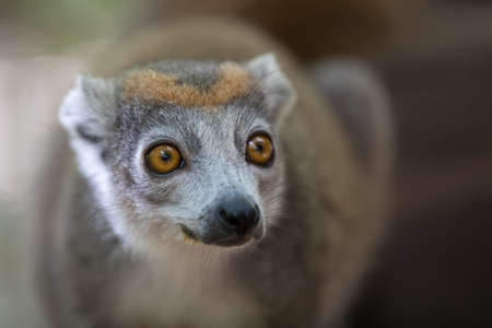 Close up portrait of crowned lemur (Eulemur coronatus) Ankarana National Park. The crowned lemur is endemic to the dry deciduous forests of the northern tip of Madagascar. Wildlifeの写真素材