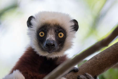 Portrait of endemic Coquerel's sifaka (Propithecus coquereli), Ankarafantsika National Park, Madagascar Wildlifeの写真素材