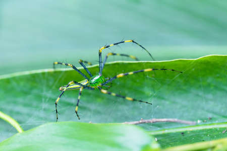 macro of beautiful Malagasy green lynx spider (Peucetia madagascariensis). Masoala Peninsula National Park, Madagascar wildlifeの写真素材