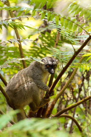 Common brown lemur (Eulemur fulvus)in top of the tree, Andasibe - Analamazaotra National Park,...