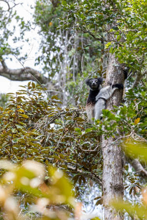 Black and white Lemur Indri (Indri indri), also called the babakoto, hanged on tree. Indri is the largest living lemur. Andasibe - Analamazaotra National Park, Madagascar wildlifeの写真素材