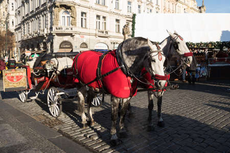 PRAGUE - December 3: White horses hitched to horse carriage waiting for tourists on Christmas Old Town Square of Prague, Czech Republic.,  December 3, 2016 in Prague, Czech Republic.のeditorial素材