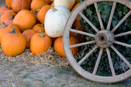 Orange harvested ripe pumpkins arranged on ground in farmhouse with old cartwheel, Rural countryside scene, Autumn Halloween decoration and still life.の写真素材