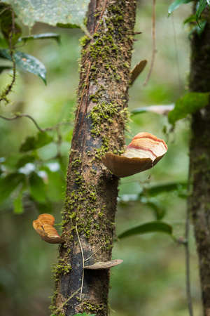 Orange parasite mushroom on the trunk of a rainforest tree,  Analamazaotra National Park, Madagascar...