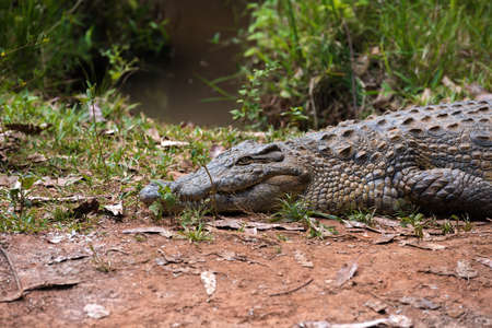 Big specimen of Madagascar Crocodile, Crocodylus niloticus madagascariensis, Madagascar Vakona Private Reserve. Magagascar wildlife and wildernessの写真素材