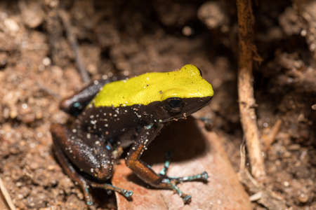 Beautifull small endemic black and yellow frog Climbing Mantella (Mantella laevigata), species of frog in the Mantellidae family. Masoala National Park, Madagascar wildlife and wildernessの写真素材