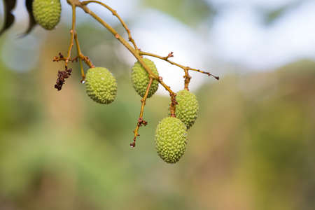 Unripe green exotic fruit Lychee (litchi) on tree in Masoala village in Madagascarの写真素材