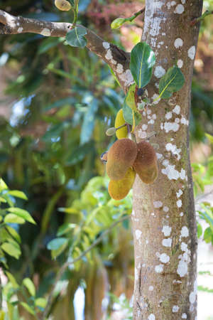 Jackfruit (Artocarpus heterophyllus), also known as jack tree, jakfruit, or sometimes simply jack....