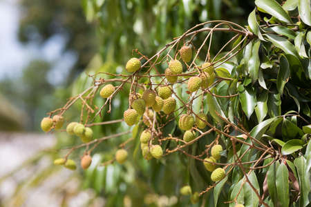 Unripe green exotic fruit Lychee (litchi) on tree in Masoala village in Madagascarの写真素材