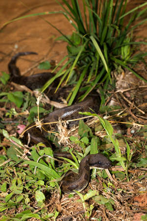 Big snake Malagasy, madagascar tree boa, (Sanzinia madagascariensis ) non-venomous boa species...
