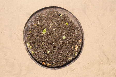 drying stems from clove spice for essential oil (Syzygium aromaticum), Masoala, Maroantsetra Madagascarの写真素材