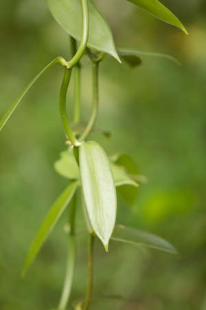 Closeup of The Vanilla spice plant hanged on tree. Masoala natural reserve, Madagascarの写真素材