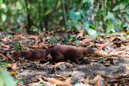 Ring-tailed mongoose (Galidia elegans), subfamily Galidiinae, carnivoran native to Madagascar. Farankaraina Tropical Park - MadaCamp. Madagascar Wildlife and wildernessの写真素材
