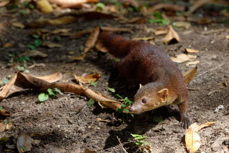 Ring-tailed mongoose (Galidia elegans), subfamily Galidiinae, carnivoran native to Madagascar. Farankaraina Tropical Park - MadaCamp. Madagascar Wildlife and wildernessの写真素材