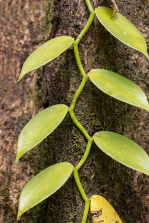 Closeup of beautiful vanilla spice plant hanged on tree trunk. Masoala natural reserve, Madagascarの写真素材