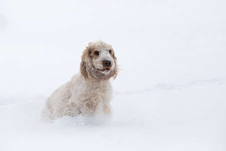 Cute english cocker spaniel dog playing and frolics in the freshly fallen dusty and fluffy snowの写真素材
