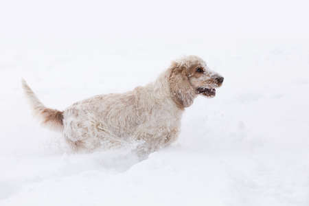 Cute english cocker spaniel dog playing and frolics in the freshly fallen dusty and fluffy snowの写真素材