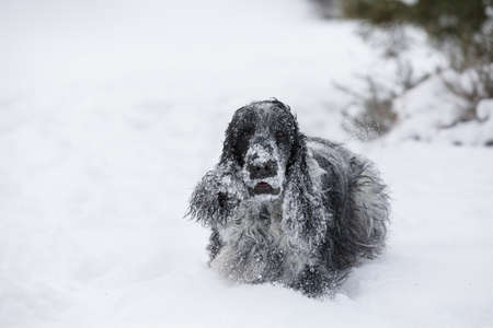 Cute english cocker spaniel dog playing and frolics in the freshly fallen dusty and fluffy snow