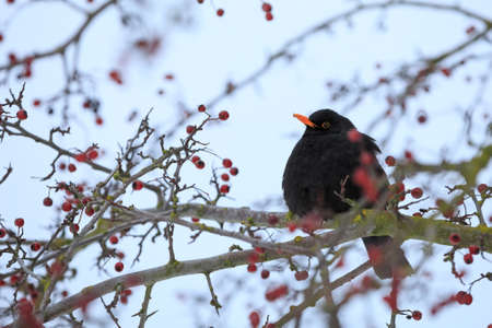 male of Common blackbird (Turdus merula) on in winter on rosehip treeの写真素材