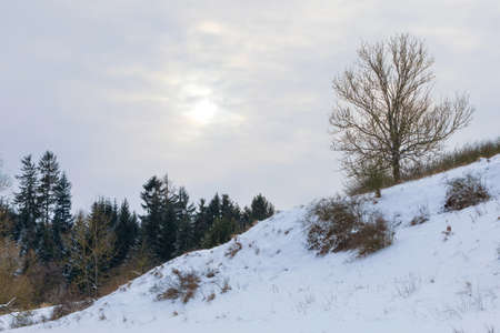 A serene winter landscape with trees covered in snow after a major snowfall and sun over cloudsの写真素材