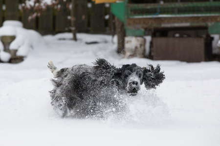 Purebred happy english cocker spaniel dog playing and running in the freshly fallen dusty and fluffy snowの写真素材
