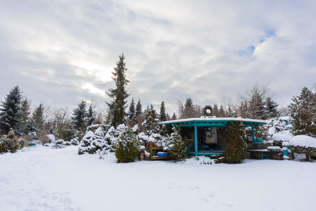Beautiful evergreen winter garden with conifers covered by fresh snowの写真素材
