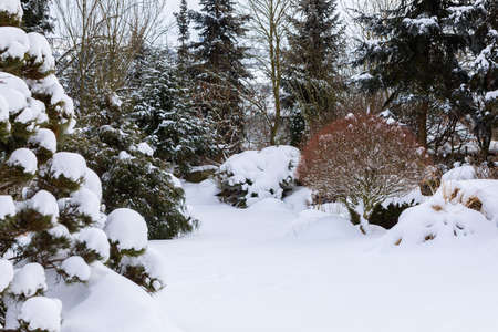 Beautiful evergreen winter garden with conifers and trees covered by fresh snowの写真素材