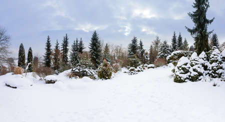 Beautiful evergreen winter garden with conifers covered by fresh snowの写真素材