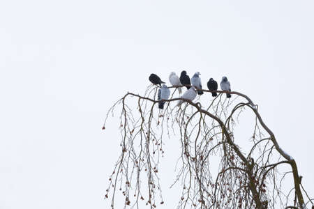 group of domestic pigeons sitting on the branch covered by snow in winter gardenの写真素材