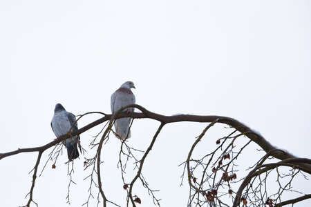 group of domestic pigeons sitting on the branch covered by snow in winter garden