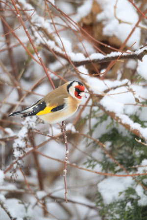 small colored European goldfinch or goldfinch (Carduelis carduelis) in winter garden in snowy day, Europe, Czech Wildlifeの写真素材