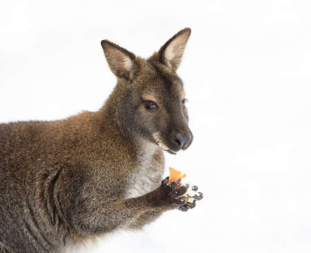 Red-necked Wallaby, kangaroo (Macropus rufogriseus) in white snowy winterの写真素材