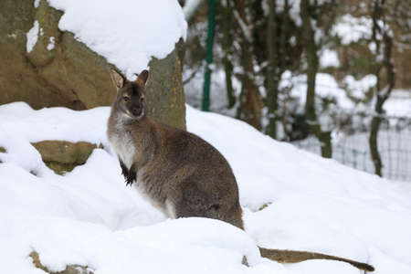 Red-necked Wallaby, kangaroo (Macropus rufogriseus) in white snowy winterの写真素材
