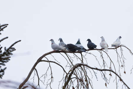 group of domestic pigeons sitting on the branch covered by snow in winter gardenの写真素材