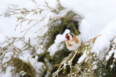small colored European goldfinch or goldfinch (Carduelis carduelis) in winter garden in snowy day,...