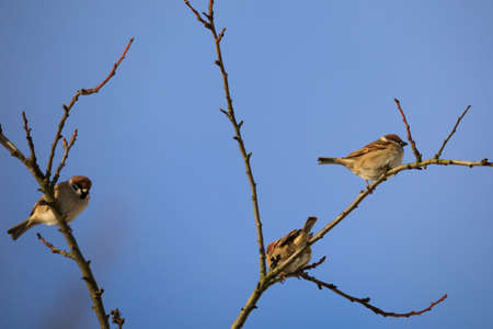 beautiful small bird  house sparrow (Passer domesticus), bird sitting on the tree branch in winter...