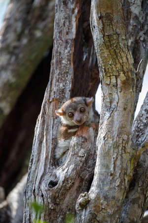 Endemic Milne-Edwards' sportive lemur (Lepilemur edwardsi), or Milne-Edwards' weasel lemur....