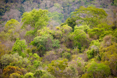 Landscape of rainforest in Ankarafantsika national park, woodland with tropical climate, Madagascar wildernessの写真素材