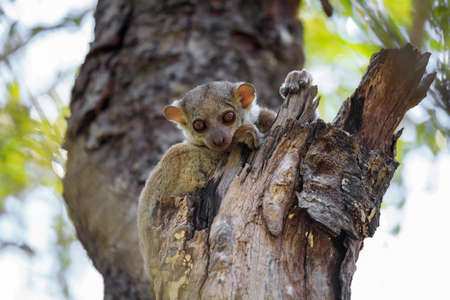 Endemic Milne-Edwards' sportive lemur (Lepilemur edwardsi), or Milne-Edwards' weasel lemur. Madagascar wildlife and wildernessの写真素材