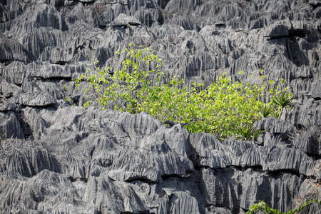 Curiously strange rock formations of fantastically eroded limestone spires, known as Tsingy in amazing National Park Ankarana, Madagascar wildernessの写真素材
