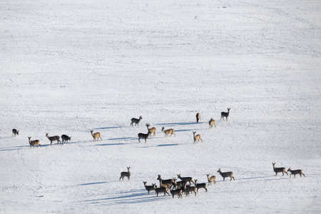 herd of european roe deer (Capreolus capreolus) on snowy landscape. Czech Republic, europe wildlifeの写真素材